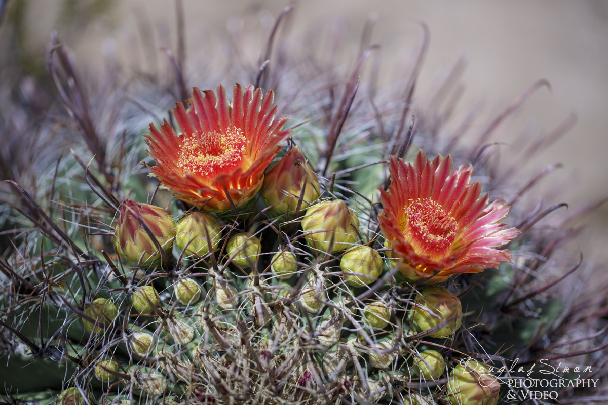 Barrel Cactus August Bloom