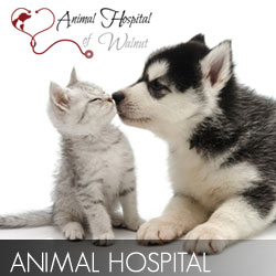 Animal Hospital Video  Production